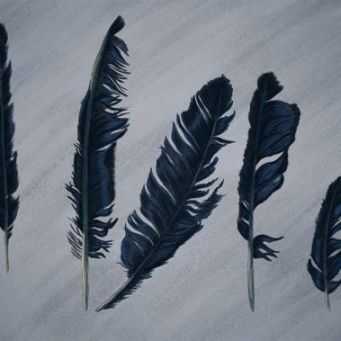 Digital illustration of crow feathers.