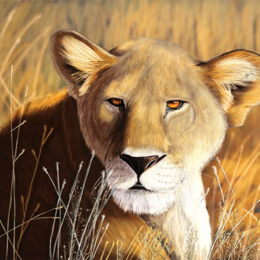 A digital illustration of a lioness, laying in tall savannah grass.